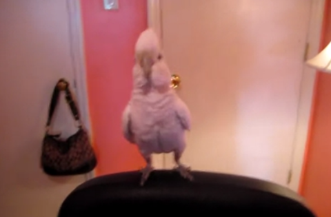 LMAO: Bird Does The Dougie LMAO: Bird Does The Dougie